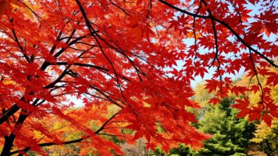 Gambar pemandangan daun maple di Jepang