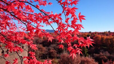 Momiji di Jepang